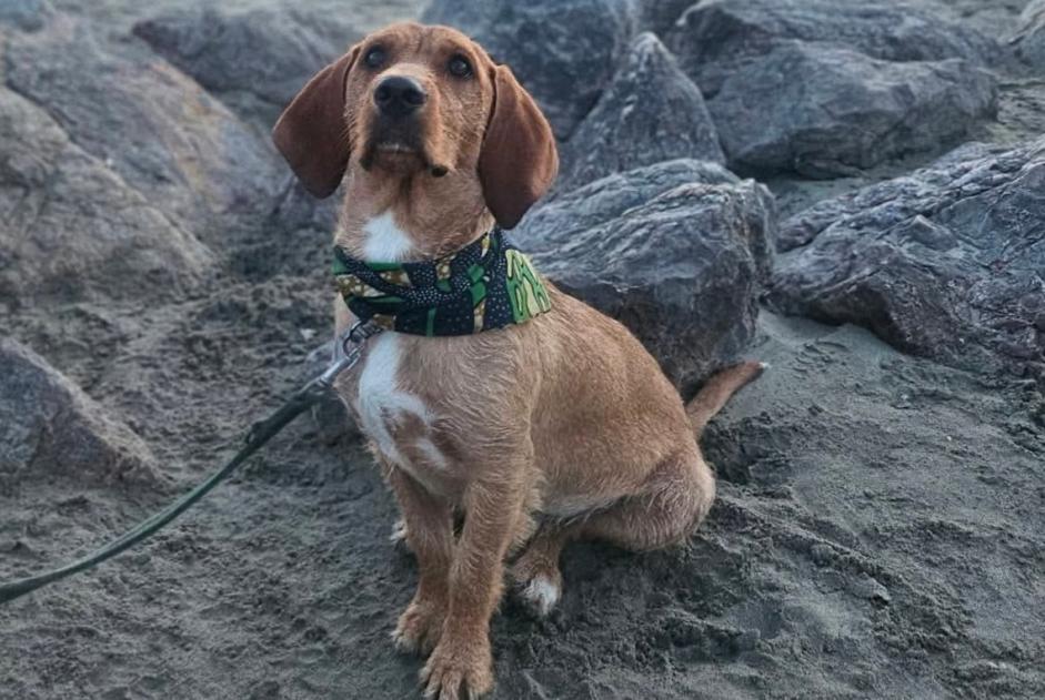 Vermisstmeldung Hund  Männliche , 1 jahre Nîmes Frankreich