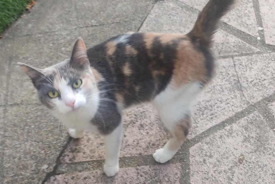 Fundmeldung Katze  Weiblich Mainvilliers Frankreich