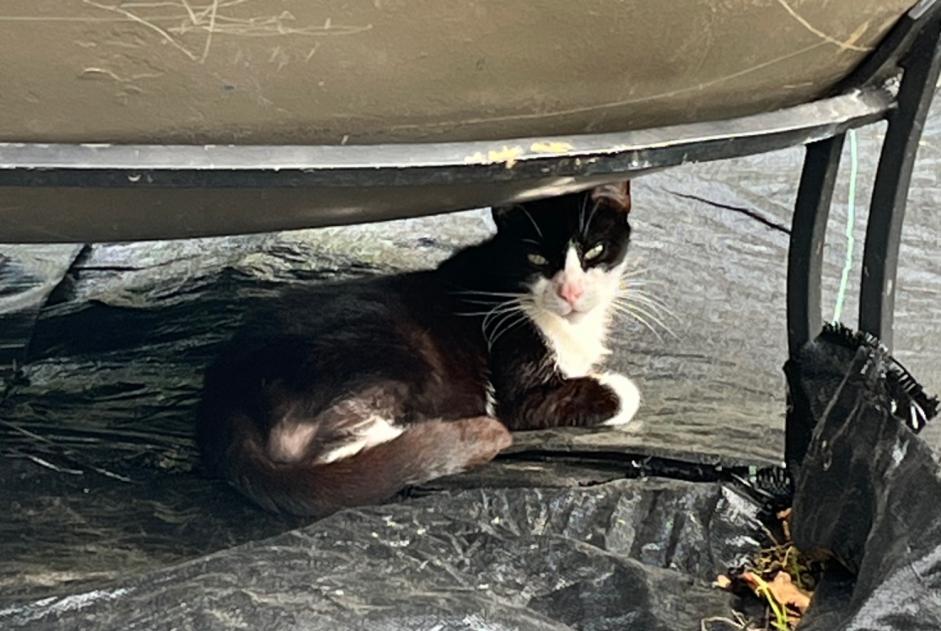 Fundmeldung Katze Unbekannt Moyeuvre-Grande Frankreich