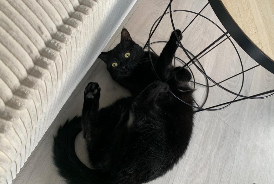 Vermisstmeldung Katze Weiblich , 2 jahre Saint-Prest Frankreich Vermisstmeldung Katze Weiblich , 2 jahre Saint-Prest Frankreich
