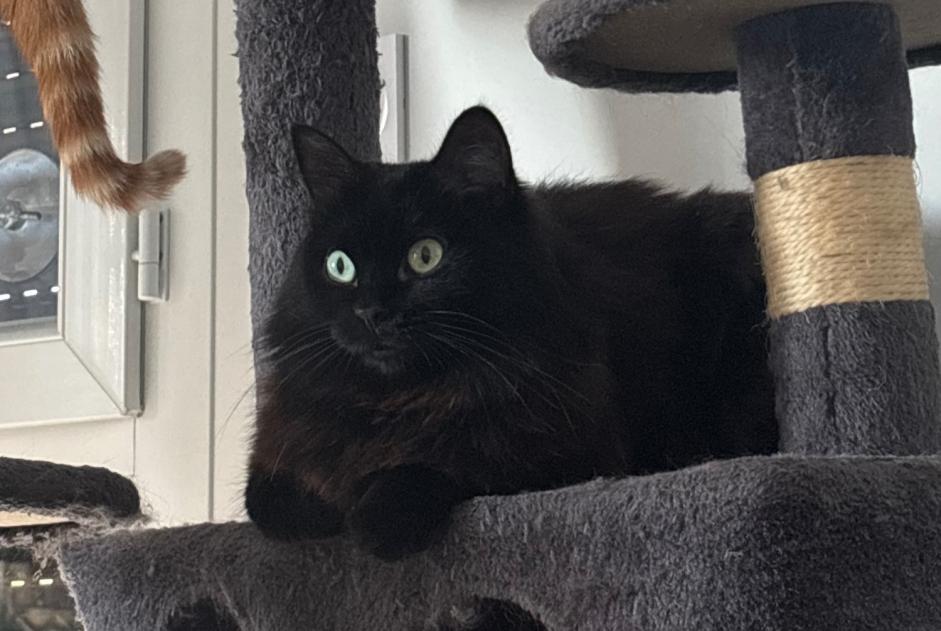 Vermisstmeldung Katze Weiblich , 4 jahre Nantes Frankreich Vermisstmeldung Katze Weiblich , 4 jahre Nantes Frankreich