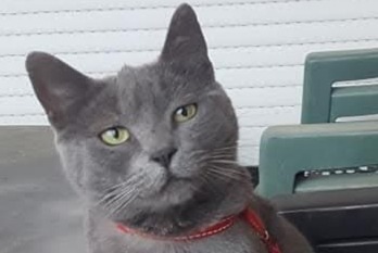 Vermisstmeldung Katze rassenmischung Weiblich , 9 jahre Mont-sur-Meurthe Frankreich Vermisstmeldung Katze rassenmischung Weiblich , 9 jahre Mont-sur-Meurthe Frankreich