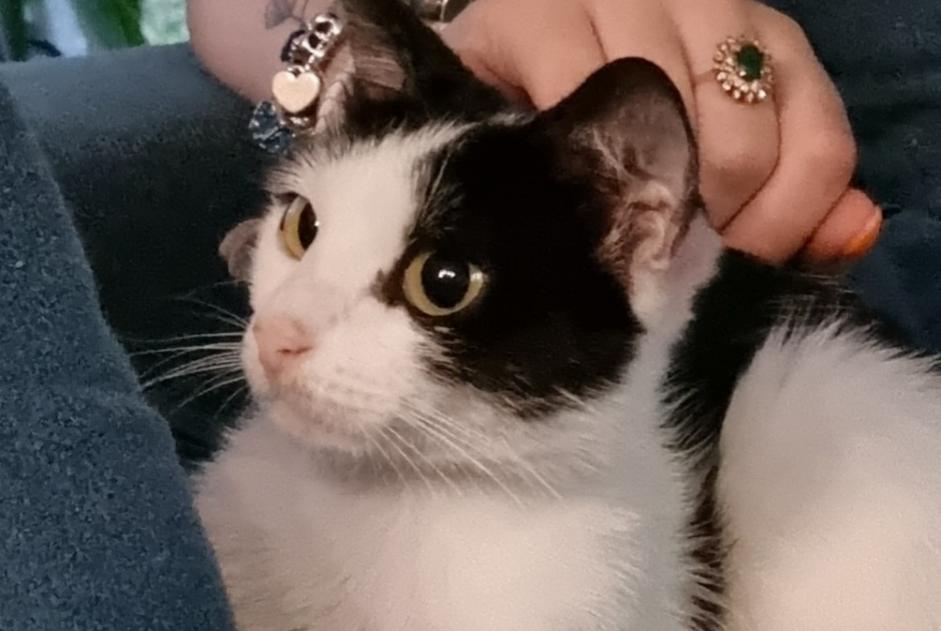 Vermisstmeldung Katze rassenmischung Weiblich , 1 jahre Attiches Frankreich