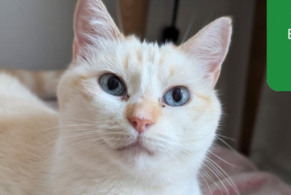 Vermisstmeldung Katze rassenmischung Weiblich , 6 jahre Paris Frankreich