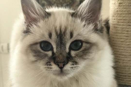 Vermisstmeldung Katze Weiblich , 7 jahre Génicourt Frankreich Vermisstmeldung Katze Weiblich , 7 jahre Génicourt Frankreich