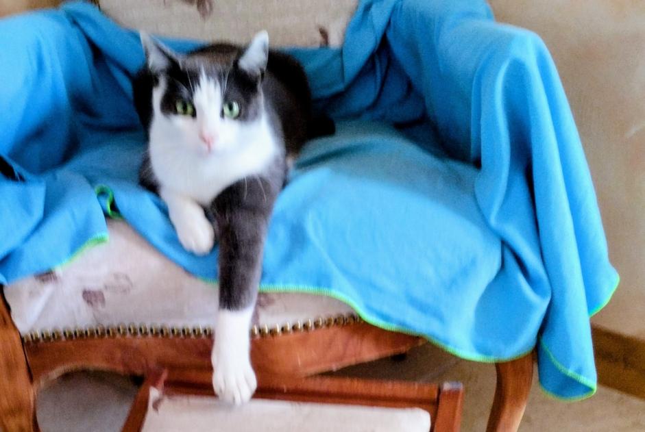 Vermisstmeldung Katze Männliche , 5 jahre Saint-Vincent-sur-Jard Frankreich
