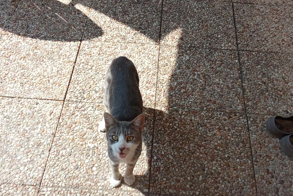 Discovery alert Cat Unknown Le Perron France