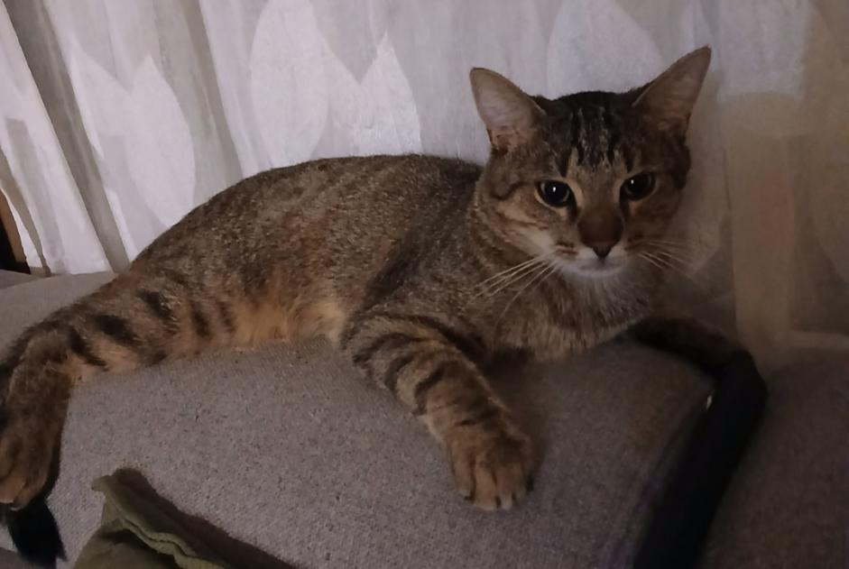 Disappearance alert Cat Male , 1 years Tours France