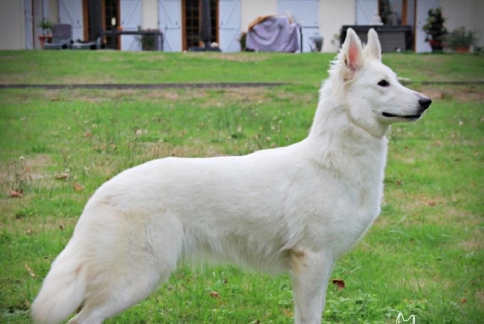 Discovery alert Dog  Unknown Porto-Vecchio France