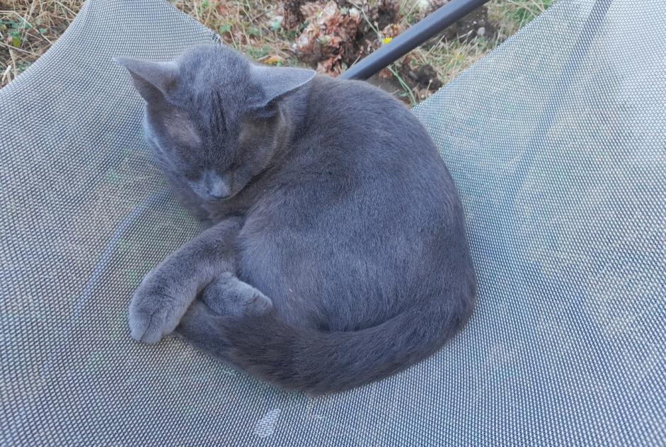 Alerta de Desaparición Gato Macho , 2 años Lens-Lestang Francia