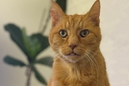 Alerta de Desaparición Gato  Macho , 16 años Brebières Francia