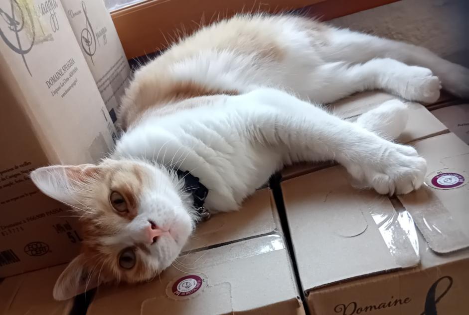 Alerta de Desaparición Gato Macho , 1 años Passa Francia