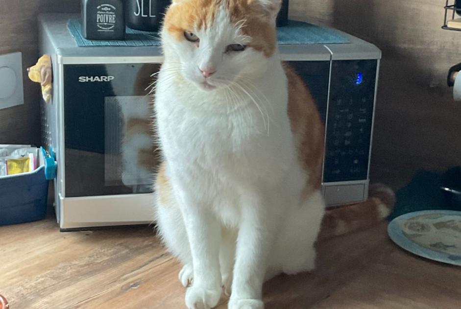 Alerta de Desaparición Gato  Macho , 14 años Noirmoutier-en-l'Île Francia