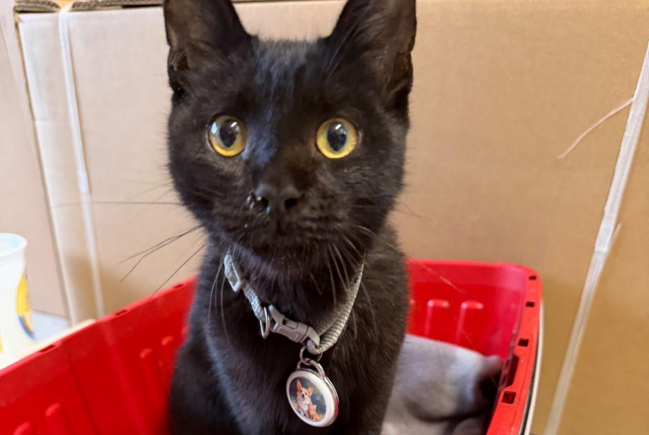 Alerta de Hallazgo Gato Desconocido Canohès Francia