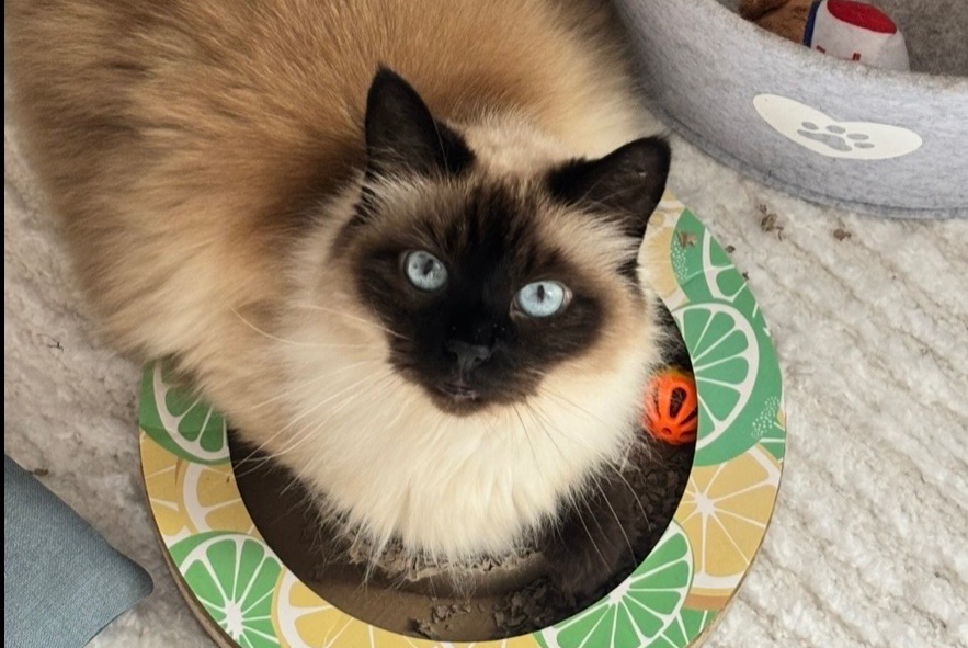 Alerte Disparition Chat croisement Femelle , 14 ans Marseille France