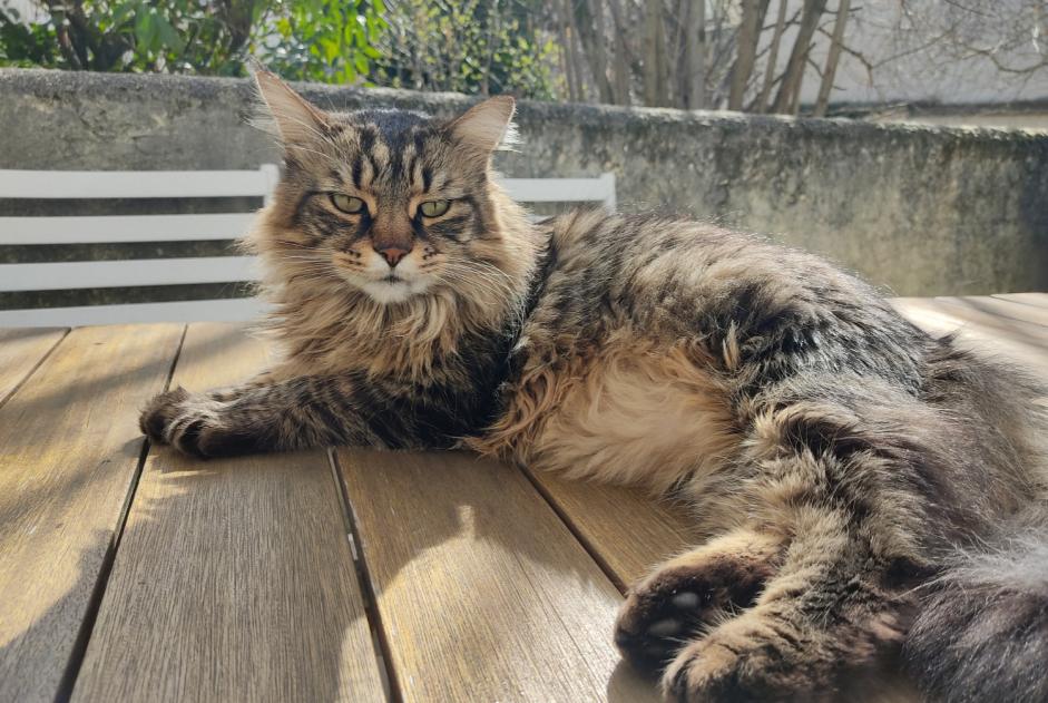 Alerte Disparition Chat Mâle , 10 ans Juvisy-sur-Orge France Alerte Disparition Chat Mâle , 10 ans Juvisy-sur-Orge France