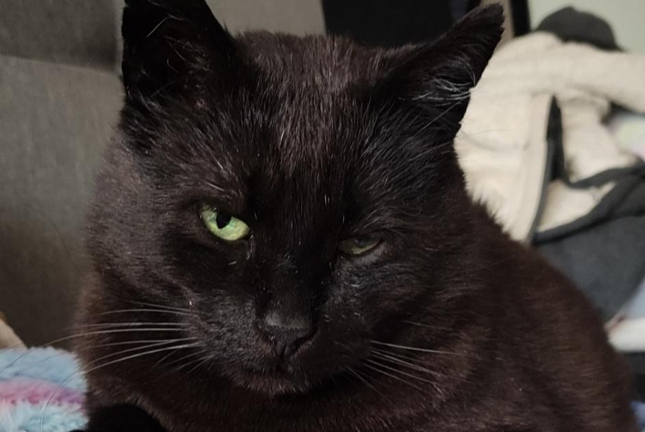 Alerte Disparition Chat Mâle , 11 ans Bordeaux France Alerte Disparition Chat Mâle , 11 ans Bordeaux France