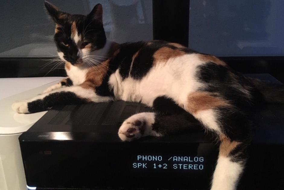 Alerte Disparition Chat Femelle , 7 ans Château-Salins France Alerte Disparition Chat Femelle , 7 ans Château-Salins France