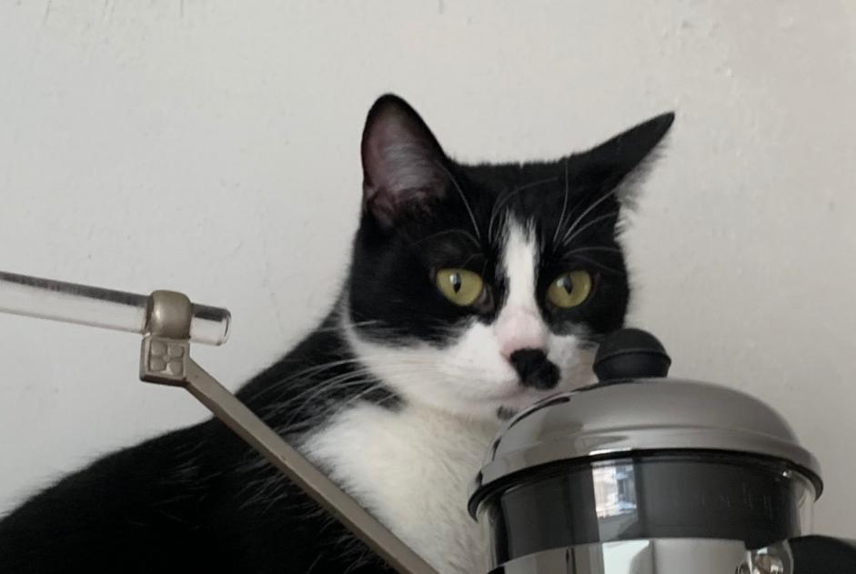 Alerte Disparition Chat Femelle , 2 ans Paris France Alerte Disparition Chat Femelle , 2 ans Paris France