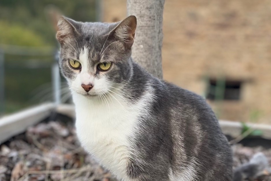 Alerte Disparition Chat Mâle , 3 ans Chaponnay France