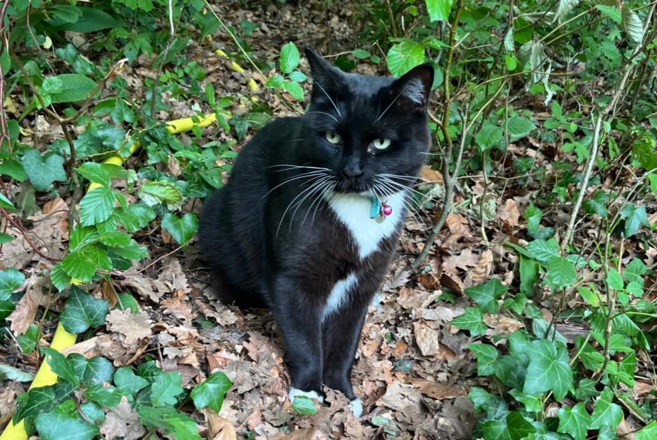 Alerte Disparition Chat Mâle , 8 ans Dardilly France