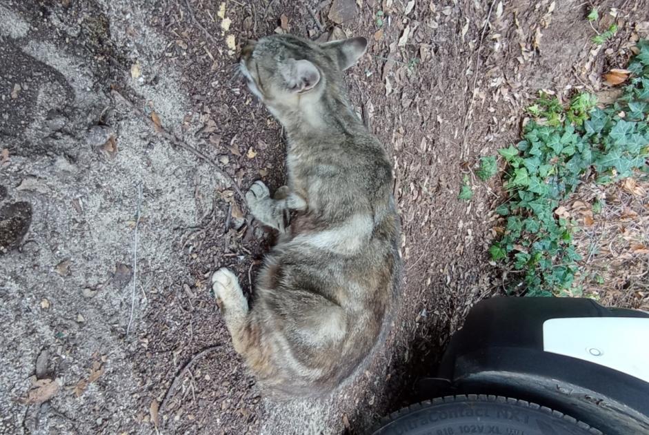 Alerte Découverte Chat Inconnu , 2 ans La Barre-de-Monts France Alerte Découverte Chat Inconnu , 2 ans La Barre-de-Monts France