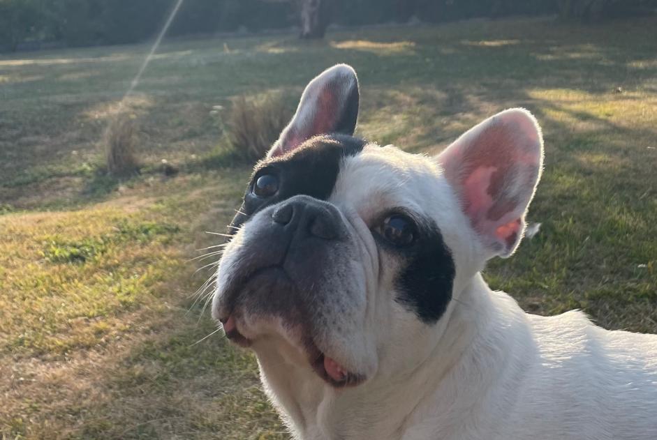 Alerte Disparition Chien Mâle , 10 ans Gourin France Alerte Disparition Chien Mâle , 10 ans Gourin France