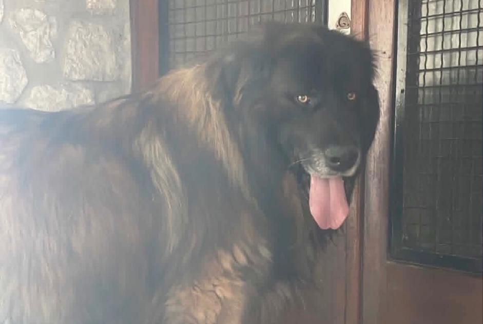 Alerte Découverte Chien  Mâle Marseille France