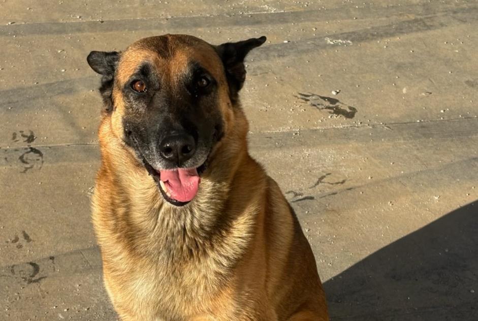 Alerte Découverte Chien croisement Mâle Gémenos France Alerte Découverte Chien croisement Mâle Gémenos France