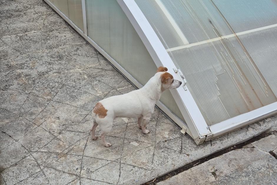 Alerte Découverte Chien Femelle Grépiac France Alerte Découverte Chien Femelle Grépiac France
