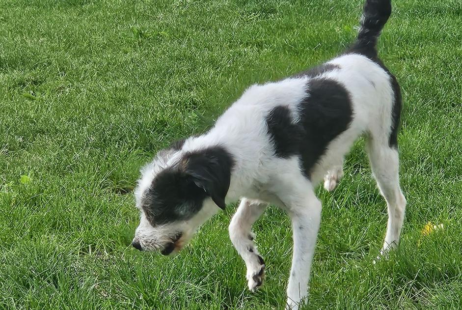 Alerte Découverte Chien croisement Mâle Marœuil France