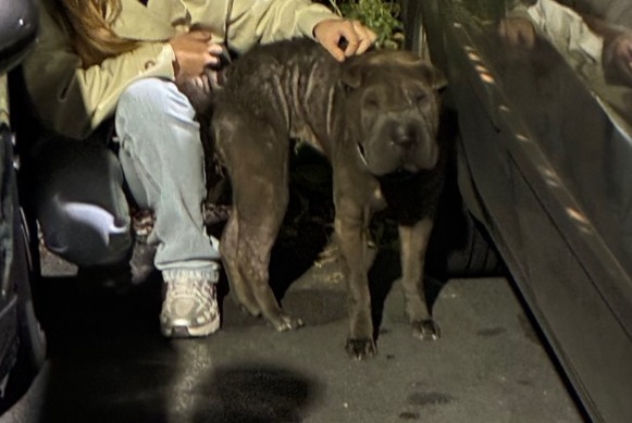 Alerte Découverte Chien  Femelle Saint-Nicolas France