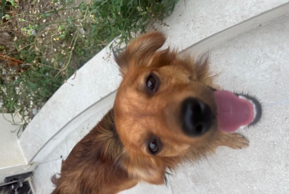 Alerte Découverte Chien croisement Mâle Le Pin France Alerte Découverte Chien croisement Mâle Le Pin France
