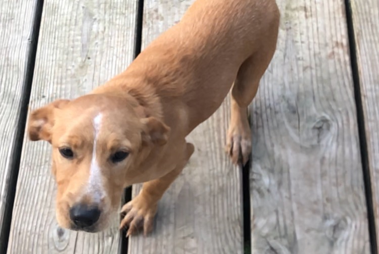 Alerte Découverte Chien Femelle Maillé France