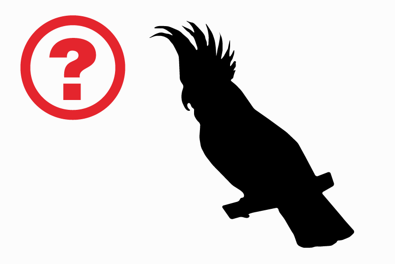 Alerta de Hallazgo Pájaro Desconocido Pamiers Francia