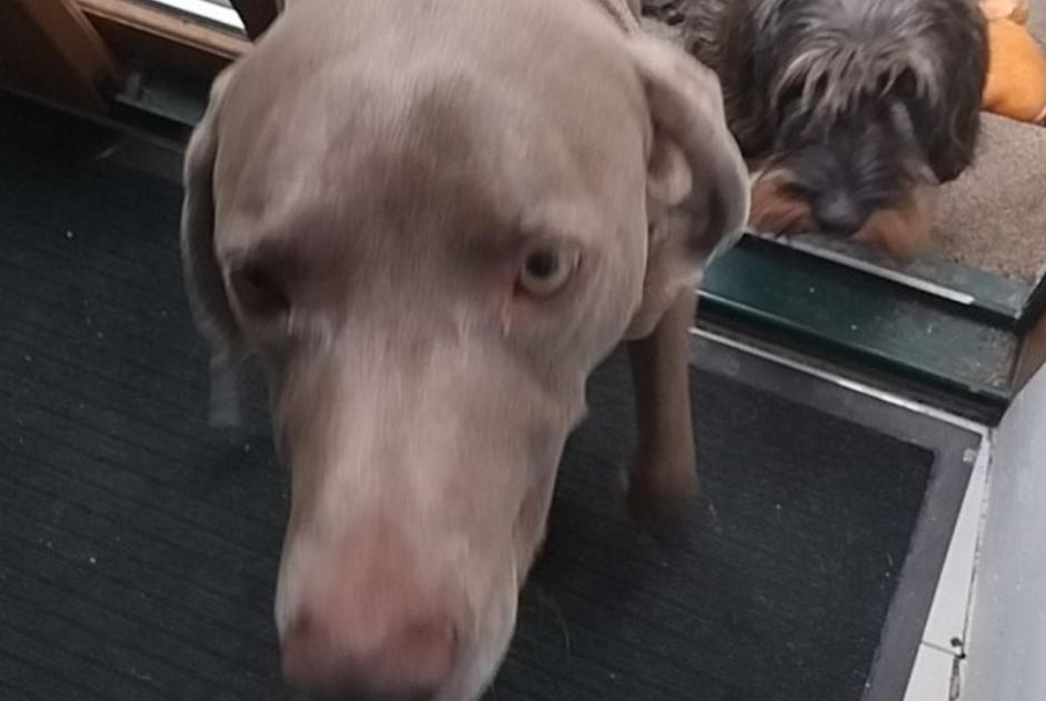 Avviso scomparsa Cane  Maschio , 6 anni Saint-James Francia