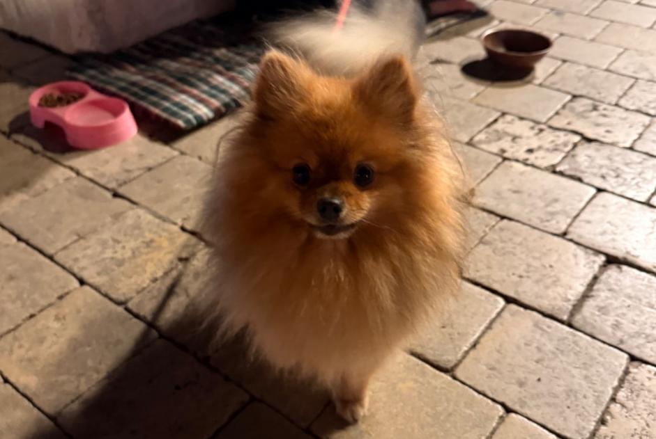 Avviso Ritrovamento Cane  Non conosciuta Saint-Tropez Francia