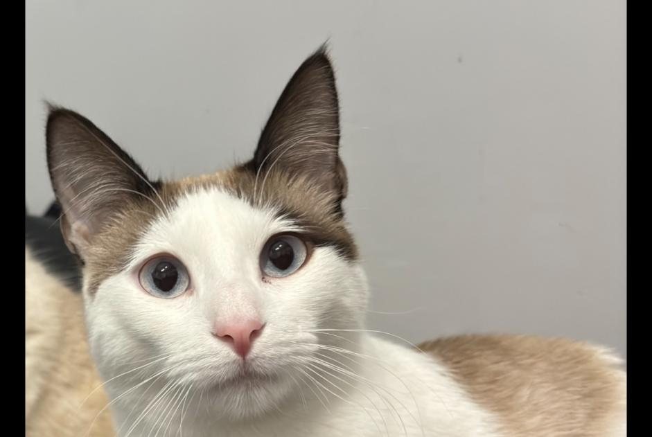 Avviso scomparsa Gatto Femmina , 1 anni Aubagne Francia