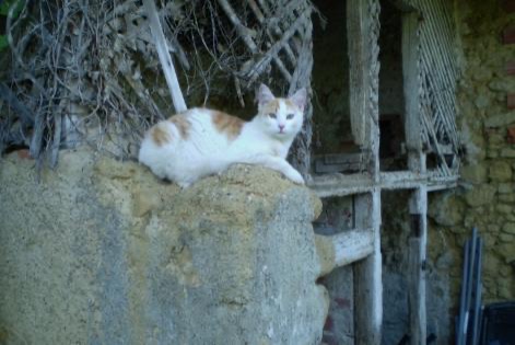 Avviso scomparsa Gatto Maschio , 9 anni Marciac Francia