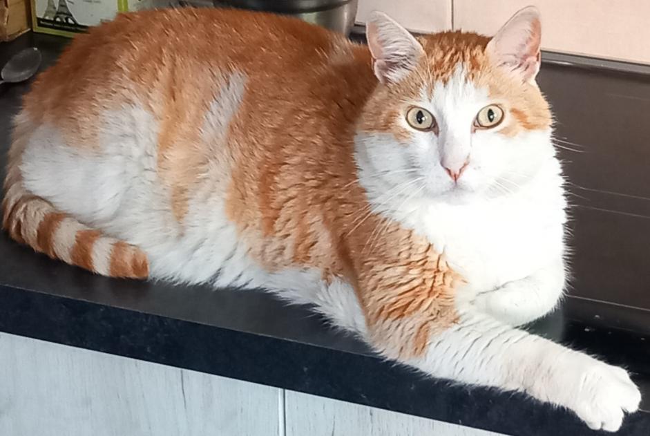 Avviso scomparsa Gatto Maschio , 9 anni Pia Francia