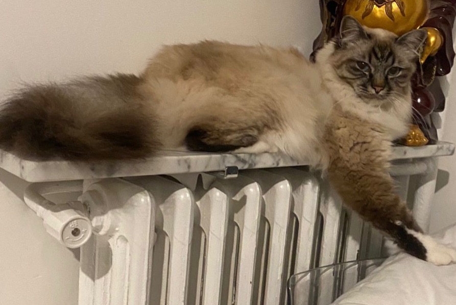 Avviso scomparsa Gatto  Maschio , 3 anni Bougival Francia