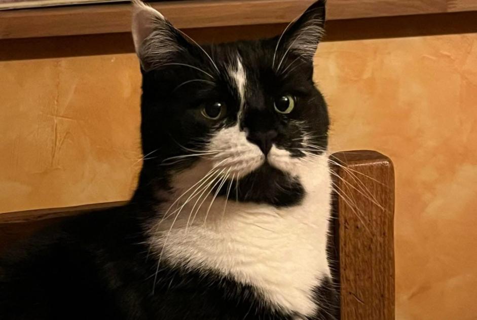 Avviso scomparsa Gatto  Maschio , 7 anni Le Perray-en-Yvelines Francia