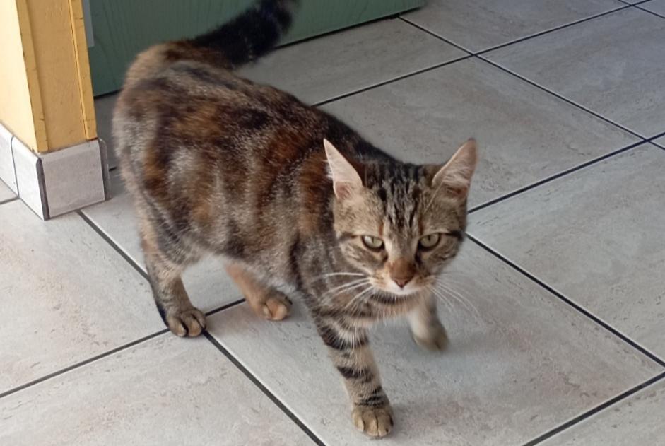 Avviso Ritrovamento Gatto Non conosciuta Bonchamp-lès-Laval Francia Avviso Ritrovamento Gatto Non conosciuta Bonchamp-lès-Laval Francia