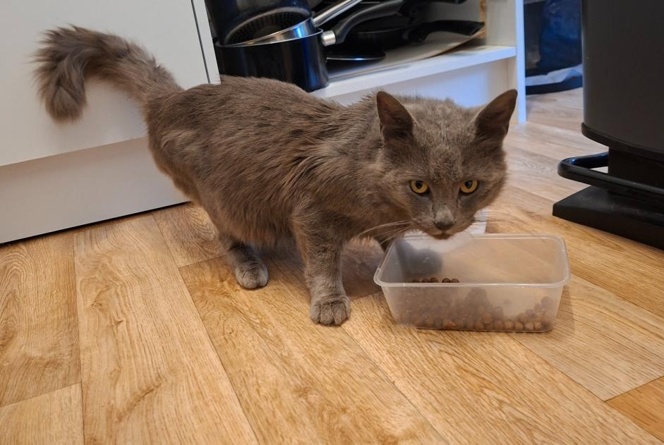 Avviso Ritrovamento Gatto incrocio di razze Maschio Agnetz Francia