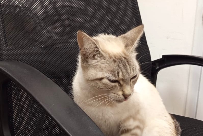 Ontdekkingsalarm Kat Vrouwtje Talmont-Saint-Hilaire Frankrijk