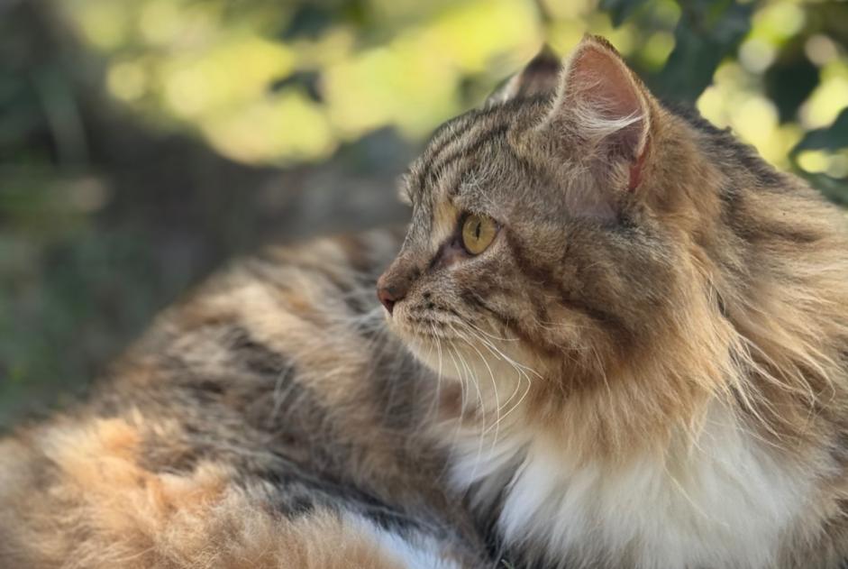 Verdwijningsalarm Kat Vrouwtje , 2 jaar Draguignan Frankrijk Verdwijningsalarm Kat Vrouwtje , 2 jaar Draguignan Frankrijk