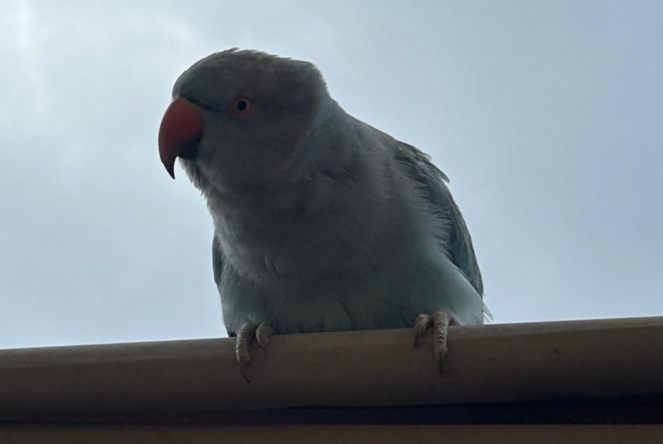 Ontdekkingsalarm Vogel Onbekend Précieux Frankrijk