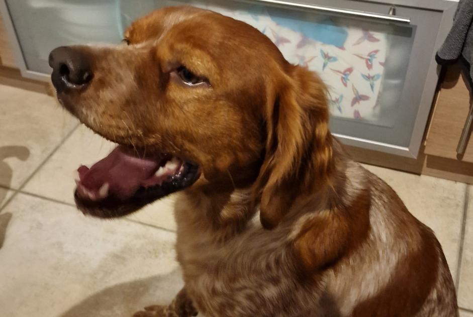 Alerta descoberta Cão  Macho Saint-Herblain France