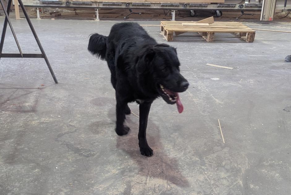 Alerta descoberta Cão Desconhecido Talmont-Saint-Hilaire France