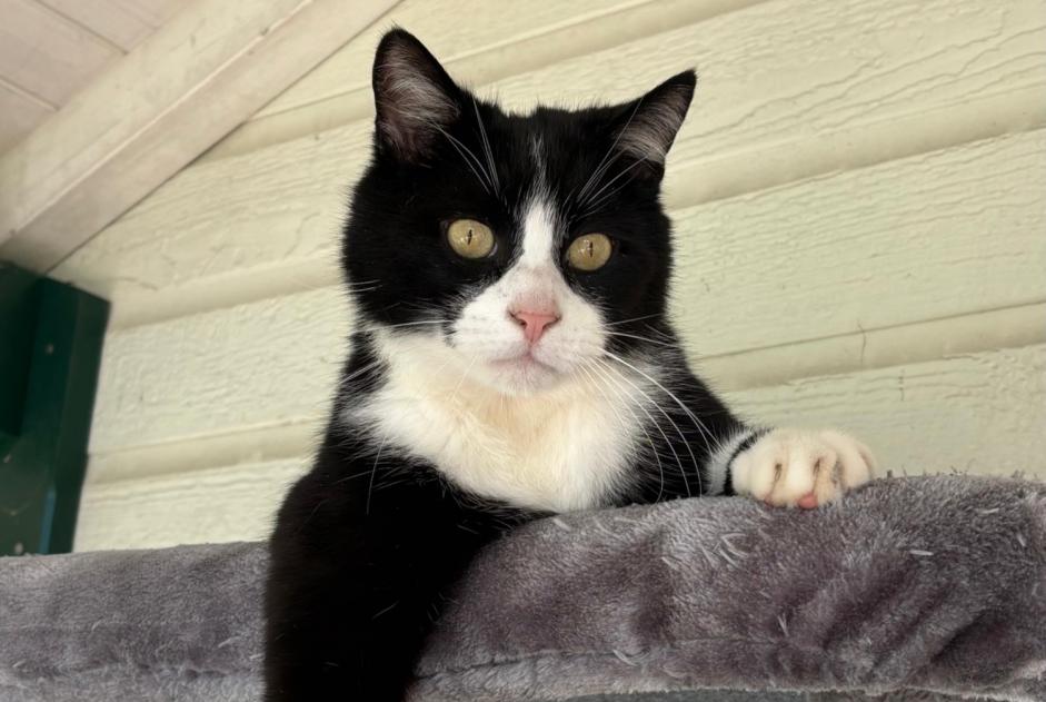 Alerta desaparecimento Gato cruzamento Macho , 7 anos Farges France Alerta desaparecimento Gato cruzamento Macho , 7 anos Farges France